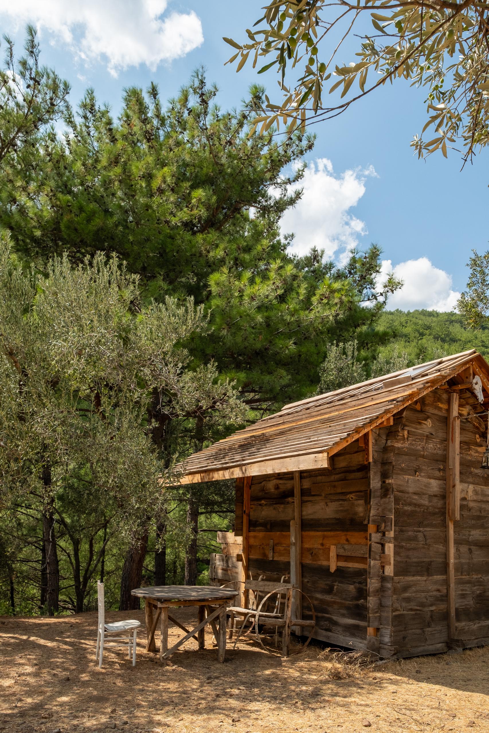 ORMANKABİNBUNGALOVLLUMDSCF4636